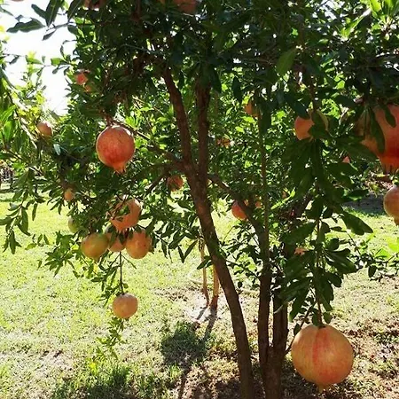 Tanja Apartman Vodice