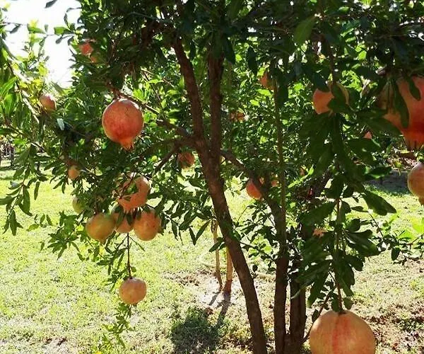 Tanja شقة فوديس